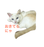 狩俣家のてんてん（個別スタンプ：5）