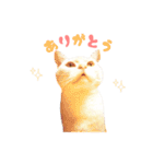 ねこのみぃみ（個別スタンプ：1）