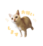 ねこのみぃみ（個別スタンプ：3）