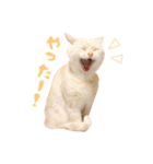 ねこのみぃみ（個別スタンプ：4）
