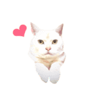 ねこのみぃみ（個別スタンプ：5）