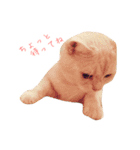 ねこのみぃみ（個別スタンプ：6）