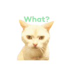 ねこのみぃみ（個別スタンプ：8）