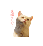 ねこのみぃみ（個別スタンプ：11）