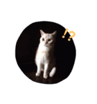 ねこのみぃみ（個別スタンプ：12）