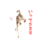ねこのみぃみ（個別スタンプ：14）
