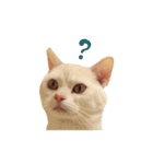 ねこのみぃみ（個別スタンプ：19）