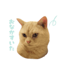 ねこのみぃみ（個別スタンプ：20）
