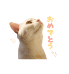 ねこのみぃみ（個別スタンプ：21）