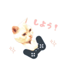 ねこのみぃみ（個別スタンプ：22）