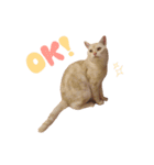 ねこのみぃみ（個別スタンプ：23）