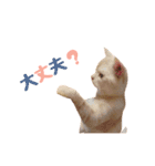 ねこのみぃみ（個別スタンプ：25）