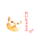 ねこのみぃみ（個別スタンプ：26）