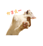 ねこのみぃみ（個別スタンプ：27）