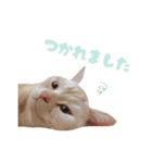 ねこのみぃみ（個別スタンプ：29）