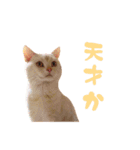 ねこのみぃみ（個別スタンプ：30）