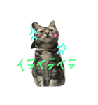ぼんぽよむぎまる（個別スタンプ：8）
