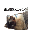 ペット集（個別スタンプ：1）