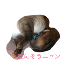 ペット集（個別スタンプ：2）
