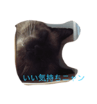 ペット集（個別スタンプ：5）