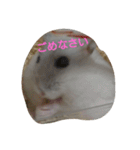 ハムスターももちゃんスタンプ（個別スタンプ：8）