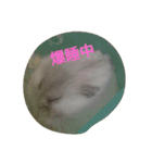 ハムスターももちゃんスタンプ（個別スタンプ：32）