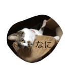 まやー語（個別スタンプ：1）