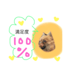 チワワ プリンセス（個別スタンプ：1）