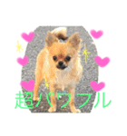 チワワ プリンセス（個別スタンプ：2）