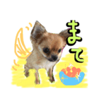チワワ プリンセス（個別スタンプ：5）