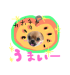 チワワ プリンセス（個別スタンプ：7）
