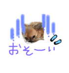 チワワ プリンセス（個別スタンプ：11）