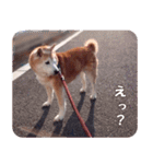 しば犬日記【写真版】（個別スタンプ：4）