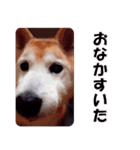 しば犬日記【写真版】（個別スタンプ：7）
