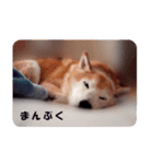 しば犬日記【写真版】（個別スタンプ：8）