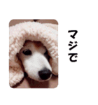 しば犬日記【写真版】（個別スタンプ：9）