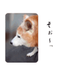 しば犬日記【写真版】（個別スタンプ：15）