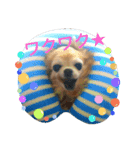 こんにチワ！ワ！（個別スタンプ：2）