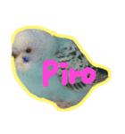 blue bird PIRO（個別スタンプ：1）