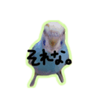blue bird PIRO（個別スタンプ：4）
