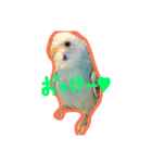 blue bird PIRO（個別スタンプ：5）