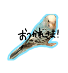 blue bird PIRO（個別スタンプ：6）
