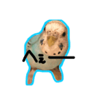 blue bird PIRO（個別スタンプ：7）