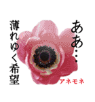 花言葉で伝えよう（個別スタンプ：2）