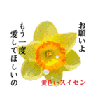花言葉で伝えよう（個別スタンプ：7）