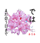 花言葉で伝えよう（個別スタンプ：24）