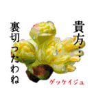 花言葉で伝えよう（個別スタンプ：30）
