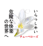 花言葉で伝えよう（個別スタンプ：36）