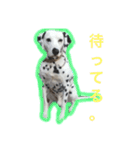 石川家のクールくん（個別スタンプ：12）