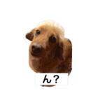 プックス犬のココちゃん「ココスタ」（個別スタンプ：1）